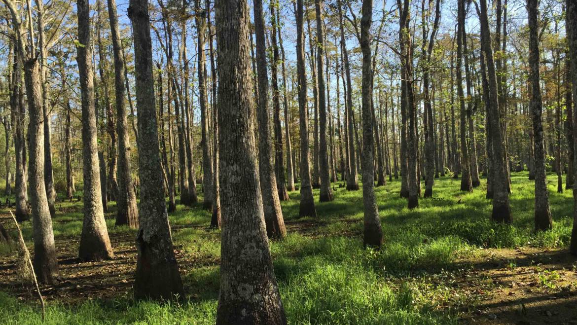 PETERS Forest Resources – The leader in managing tracts of forested property.