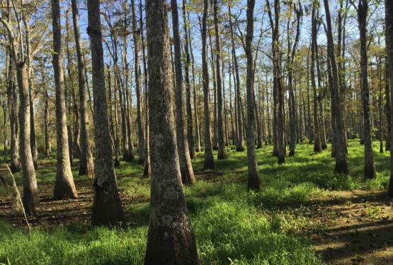 PETERS Forest Resources – The leader in managing tracts of forested property.