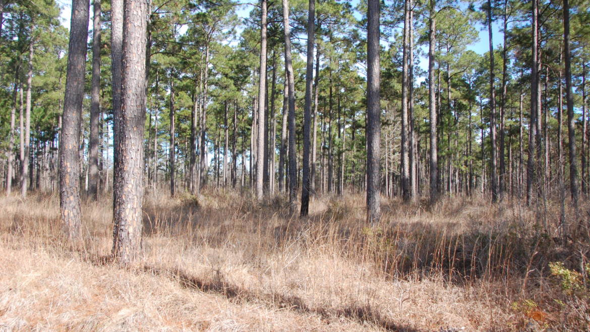 PETERS’ team helps landowners appraise and evaluate their natural resources.