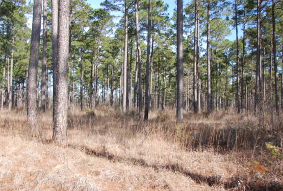 PETERS’ team helps landowners appraise and evaluate their natural resources.